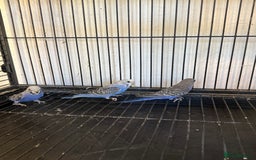 Budgerigars birds for sale: Adult budgies in Whitstable - Image 3