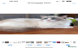 Ragdoll cats for sale: 💖Beautiful Ragdoll💖 Tica register  - Image 25
