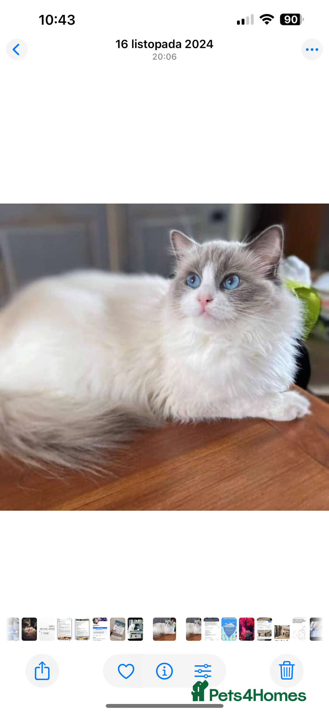 Ragdoll cats for sale: 💖Beautiful Ragdoll💖 Tica register  - Image 25