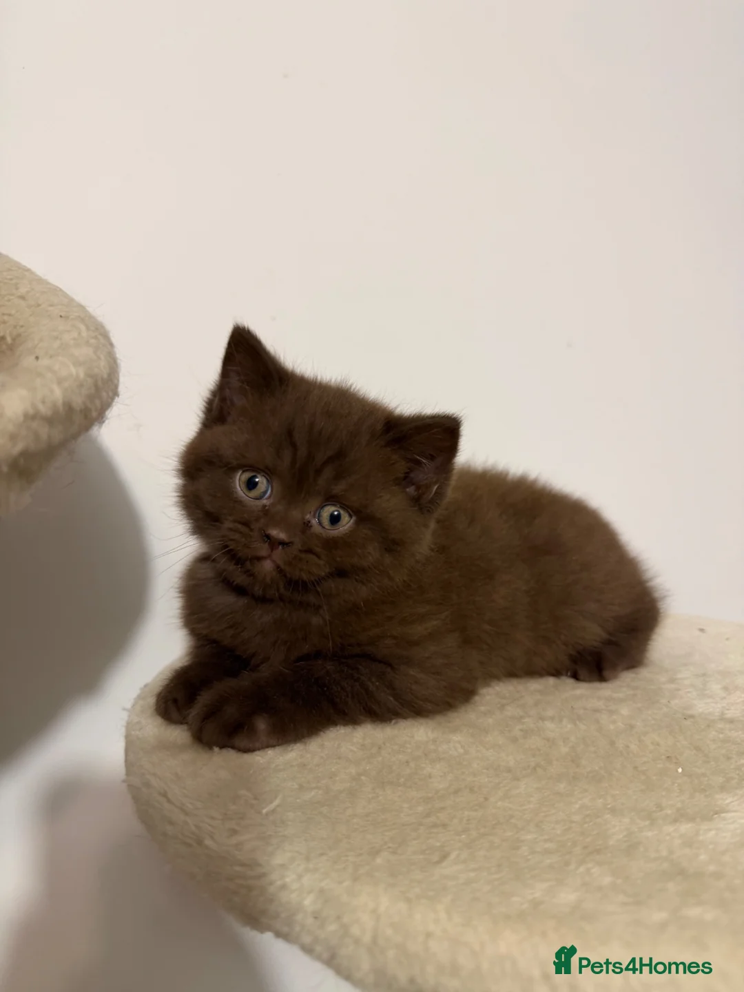 British Shorthair cats for sale: British shorthair kittens - Advert 2