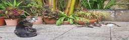 Mixed Breed cats for sale: Two gorgeous kittens looking for homes in Frome - Advert 4