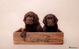 Cockerdor dogs for sale: Cockador Puppies - Image 10