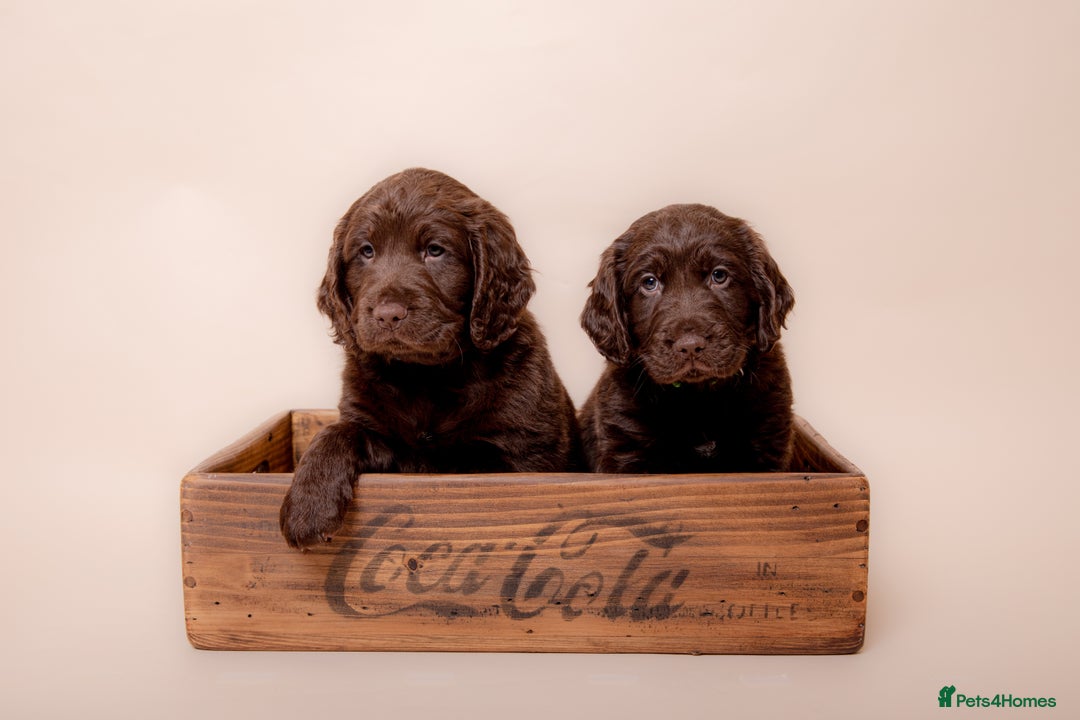 Cockerdor dogs for sale: Cockador Puppies - Image 10