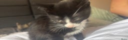 British Shorthair cats for sale: Black and white kitten (M) - Advert 3