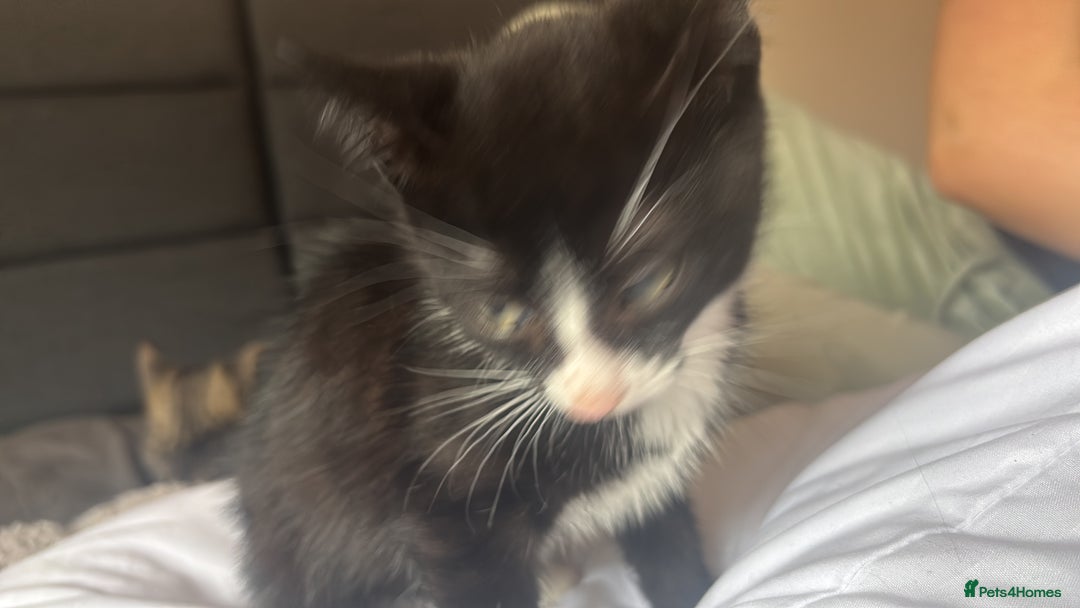 British Shorthair cats for sale: Black and white kitten (M) - Advert 3