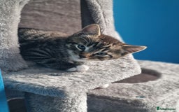 Mixed Breed cats for sale: Male and Female Cats - Image 10