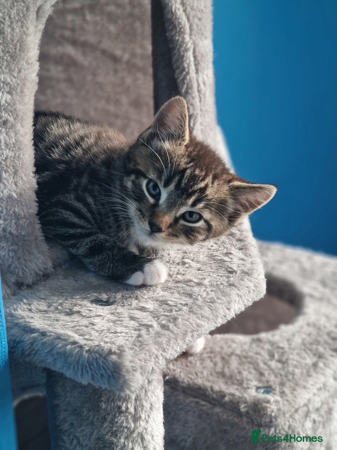 Mixed Breed cats for sale: Male and Female Cats - Image 10