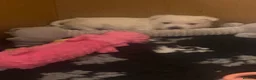 West Highland Terrier dogs for sale: Beautiful West Highlsnd White Terrier Puppies- - Advert 9
