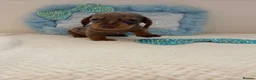 Miniature Dachshund dogs for sale: Beautiful miniature Dachshuhds available  - Advert 9