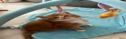 Maine Coon cats for sale: stunning babies looking for there forever homes 🏠 - Advert 2