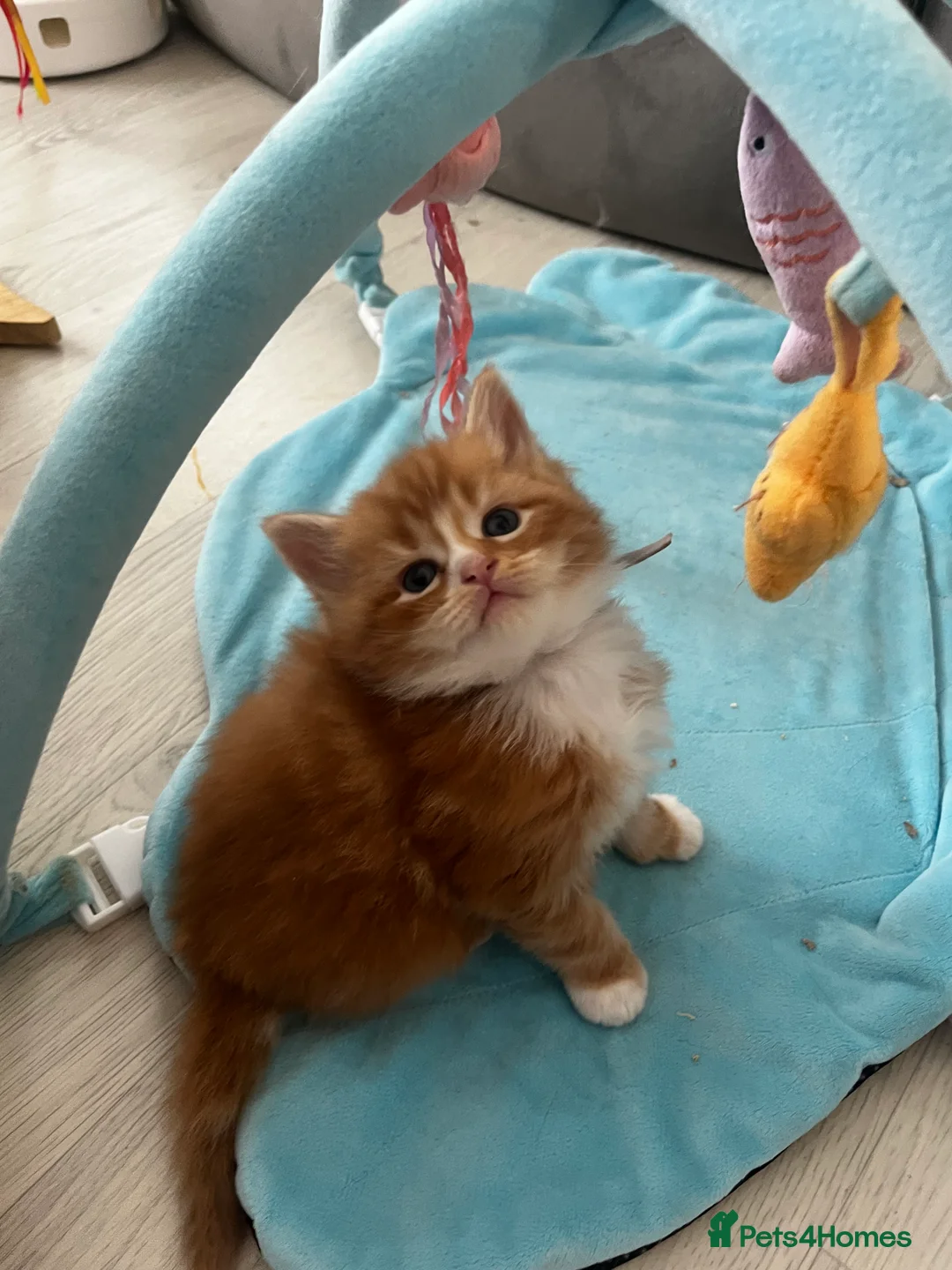 Maine Coon cats for sale: stunning babies looking for there forever homes 🏠 - Advert 2
