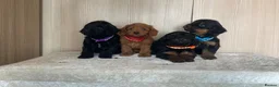 Cockapoo dogs for sale: F1 cockapoo puppy’s  - Advert 6
