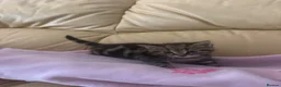 Mixed Breed cats for sale: 1 Grey (Blue) and 2 brown tabby kittens  - Advert 3