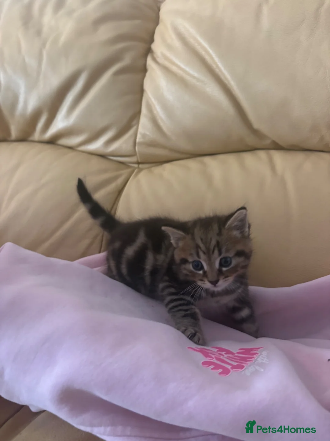 Mixed Breed cats for sale: 1 Grey (Blue) and 2 brown tabby kittens  - Advert 1