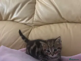 Mixed Breed cats 1 Grey (Blue) and 2 brown tabby kittens - Advert 2