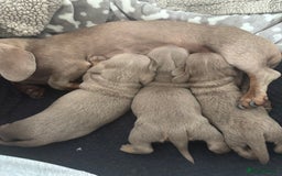 Miniature Dachshund dogs for sale: Isabella tan miniture dachshunds🐾 - Image 3
