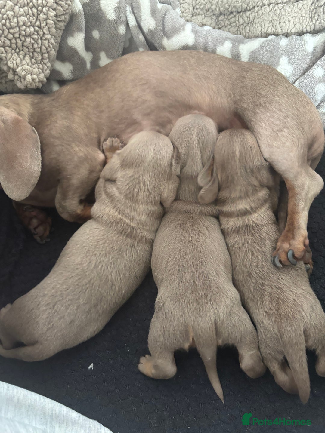 Miniature Dachshund dogs for sale: Isabella tan miniture dachshunds🐾 - Image 3