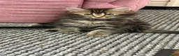 Mixed Breed cats for sale: 🌻Domestic Long-Haired Ready2Go🌻  - Advert 27