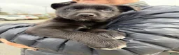 Mixed Breed dogs for sale: Socks in London - Advert 17