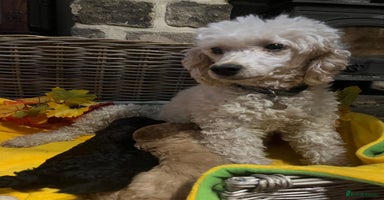 Miniature Poodle dogs Very well bred KC Miniature Poodles - Advert 2