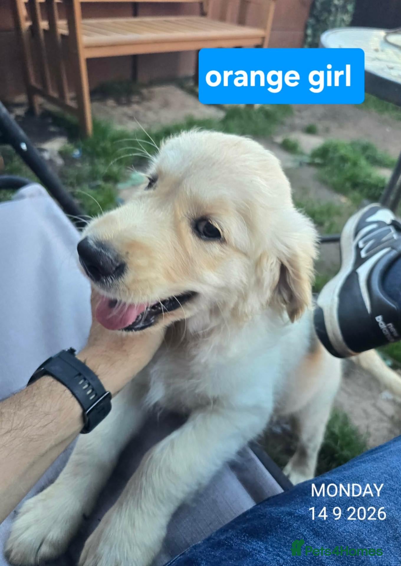 Golden Retriever dogs KC Golden Retriever Puppies 1x GIRL LEFT   - Advert 3