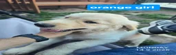 Golden Retriever dogs for sale: KC Golden Retriever Puppies 1x GIRL LEFT   - Advert 1