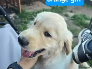 Golden Retriever dogs KC Golden Retriever Puppies 1x GIRL LEFT - Advert 3