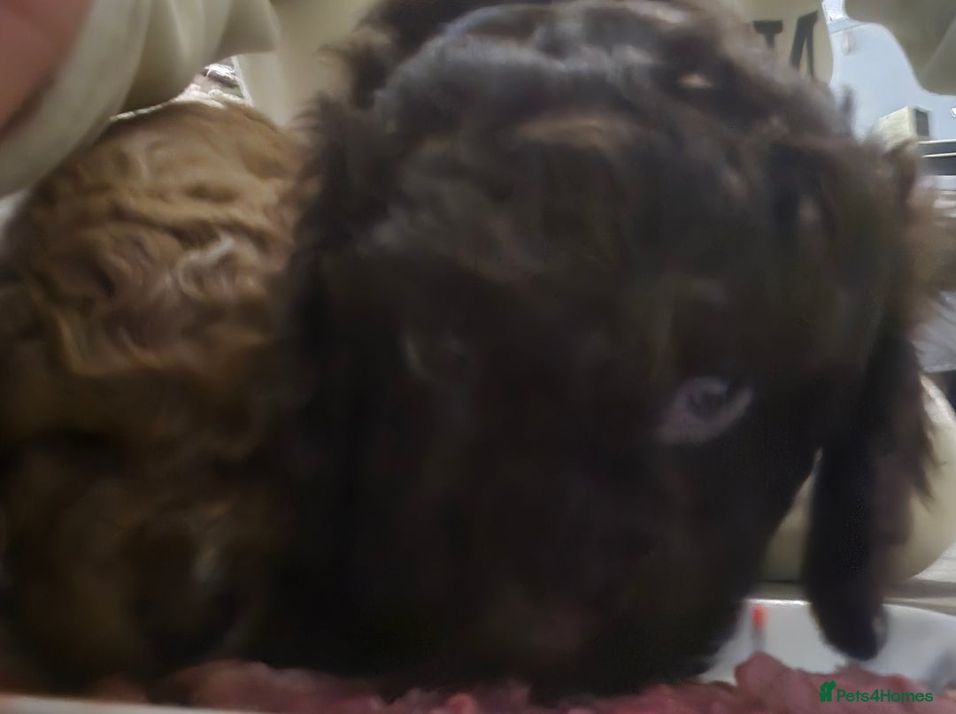 Cavapoo dogs for sale: Teddy bear cavapoo  - Advert 13