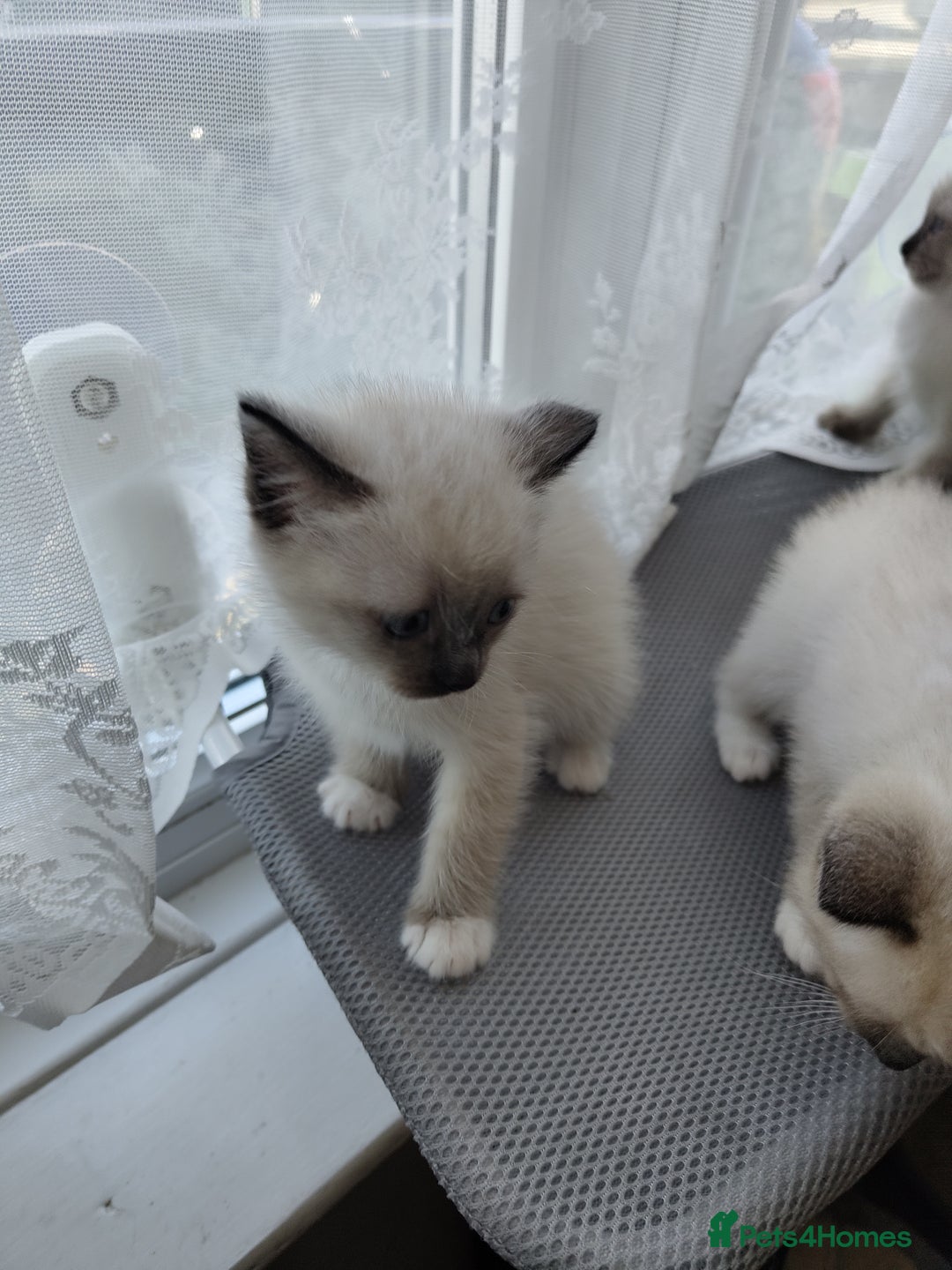 Siamese cats for sale: Siamese crossed with  Ragdol - Image 17