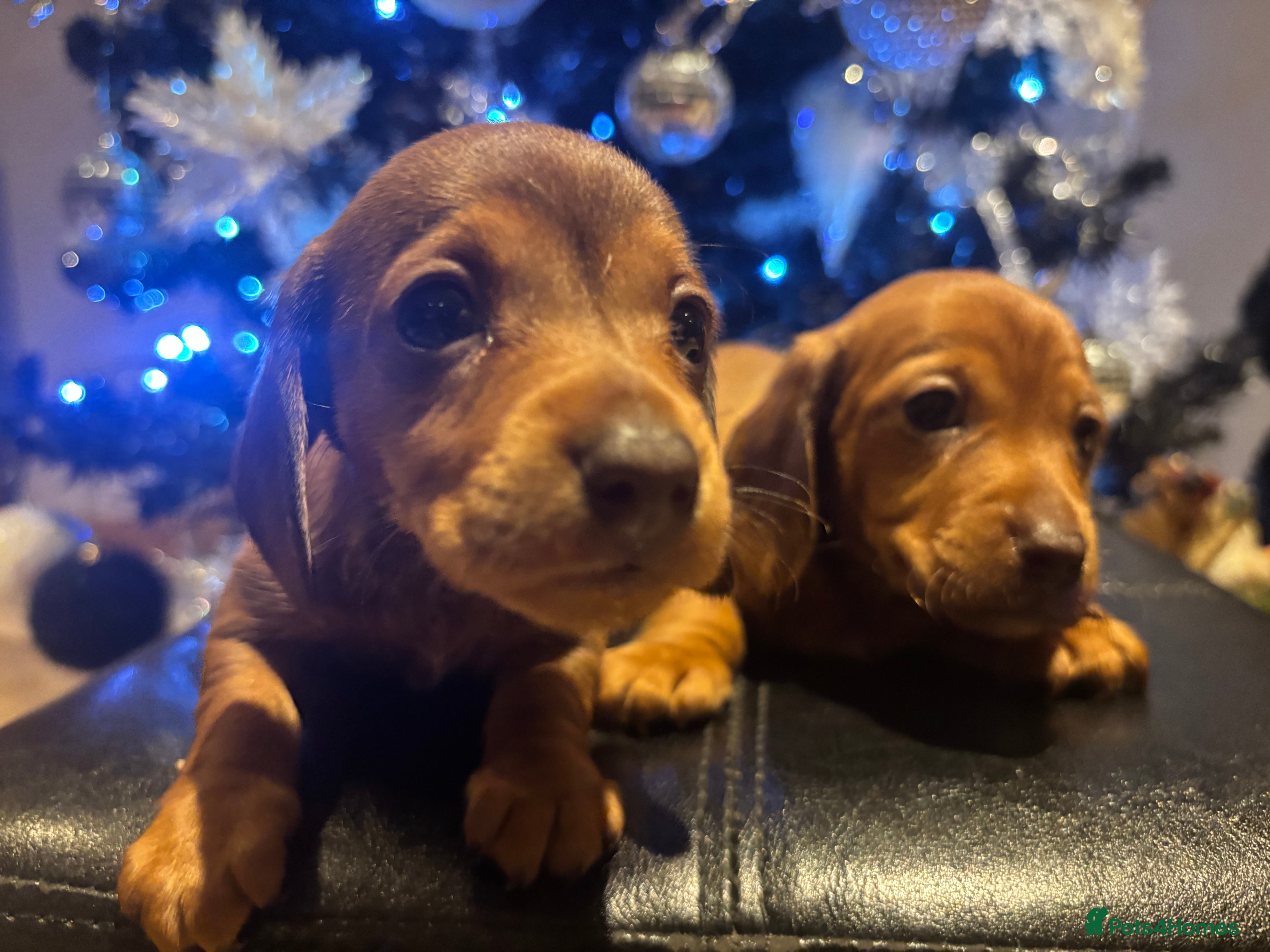 Miniature Dachshund dogs PRA clear miniature dachshunds  - Advert 3