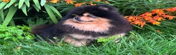 Pomeranian dogs for stud: Stunning Black and Tan for stud only in Lanark - Advert 10