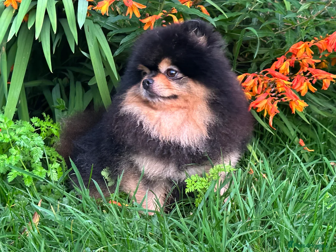Pomeranian dogs for stud: Stunning Black and Tan for stud only in Lanark - Advert 10