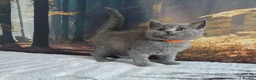 British Shorthair cats for sale: British Shorthair Kittens  - Advert 11