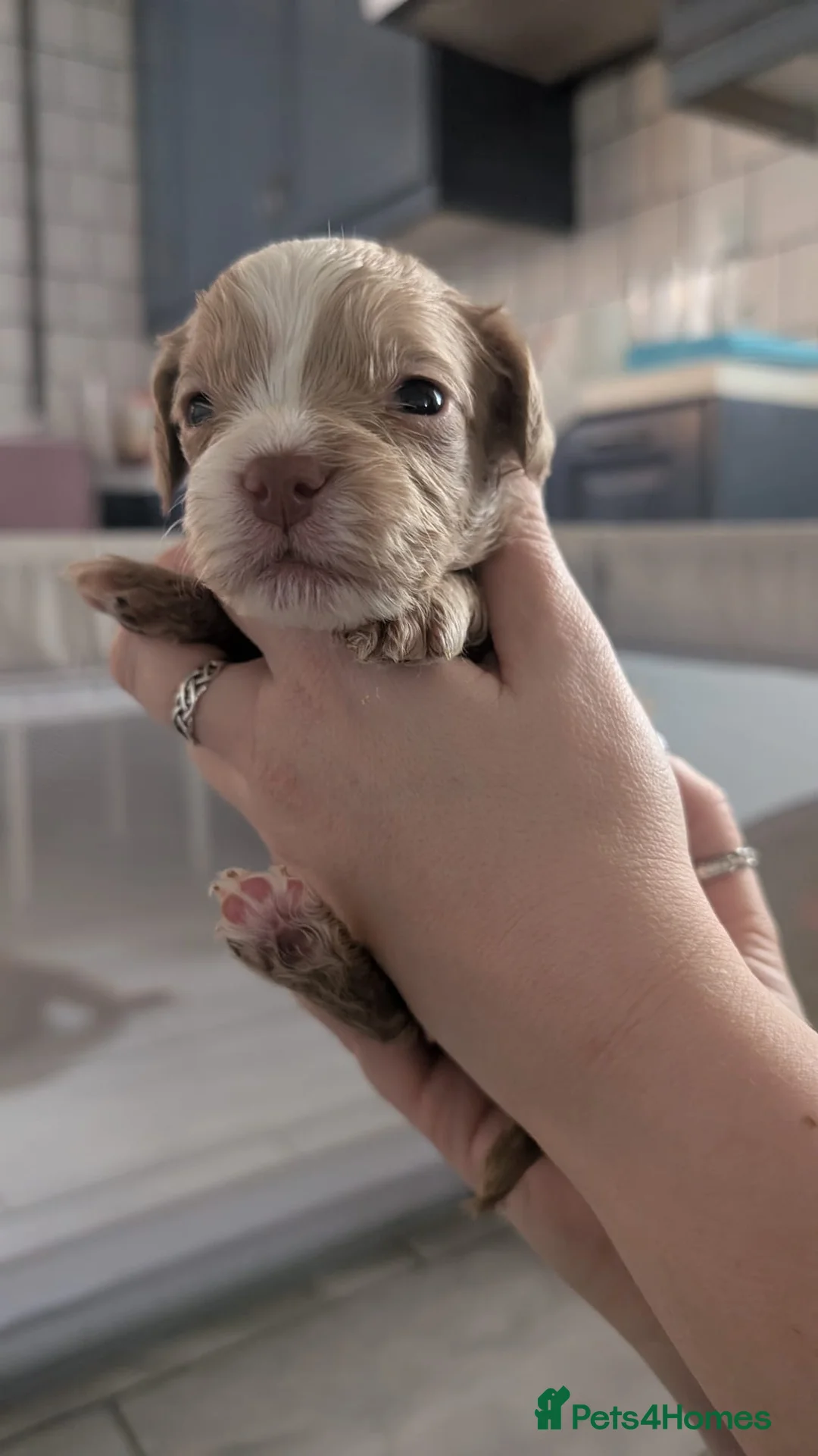 Cockapoo dogs for sale: Cockapoo puppies - Advert 35