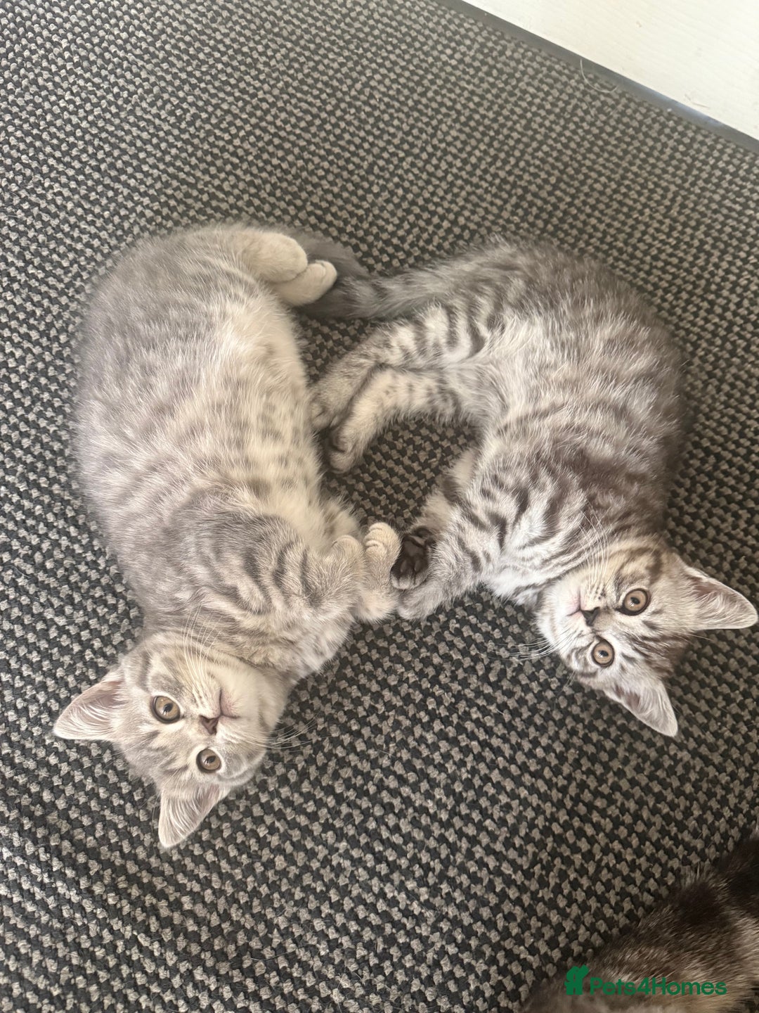 Scottish Fold cats for sale: scottish fold kittens  - Image 1