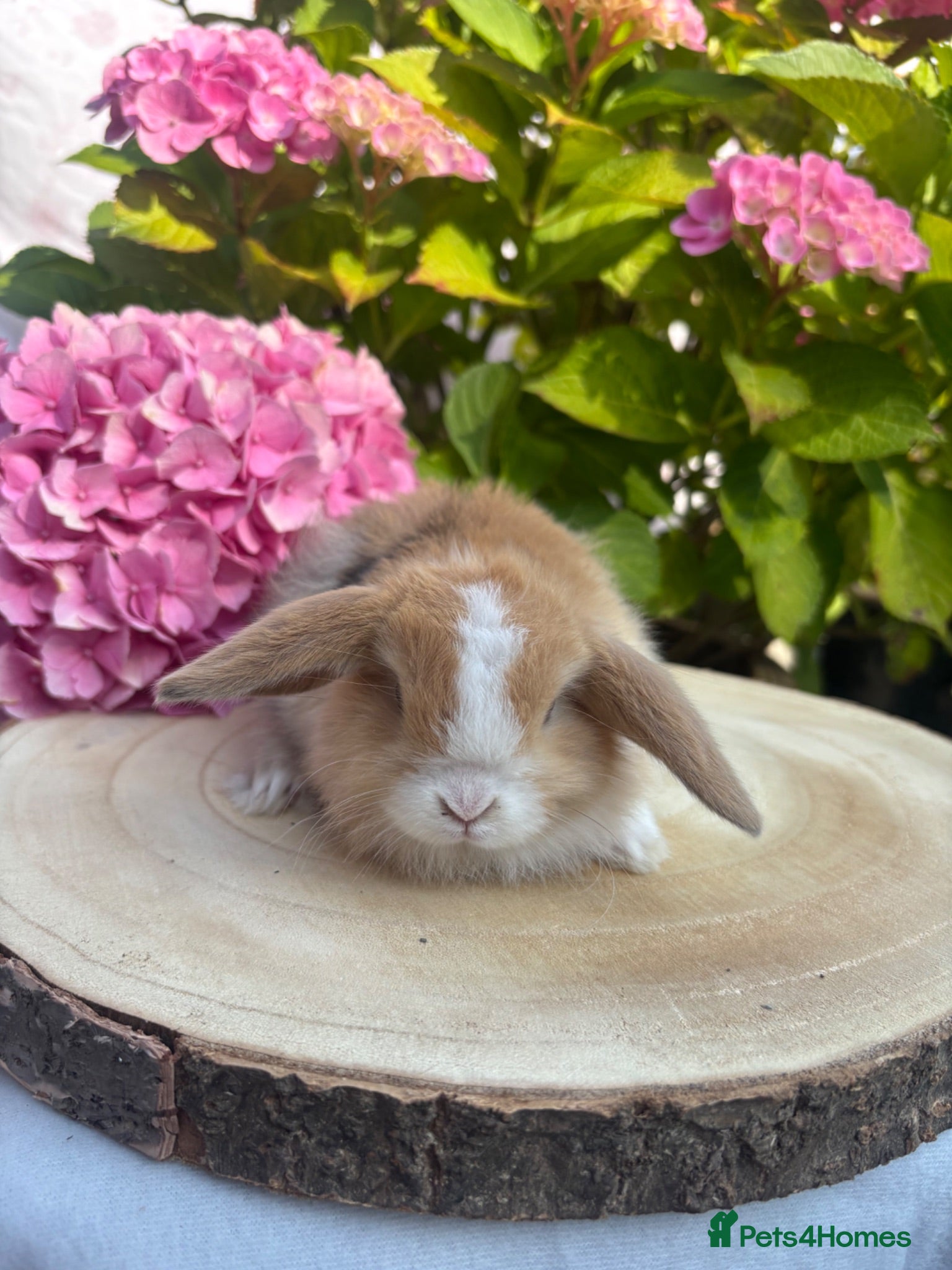 Mini Lop rabbits Mini lops looking for 5🏡 homes  - Advert 3