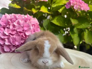 Mini Lop rabbits Mini lops looking for 5🏡 homes - Advert 3