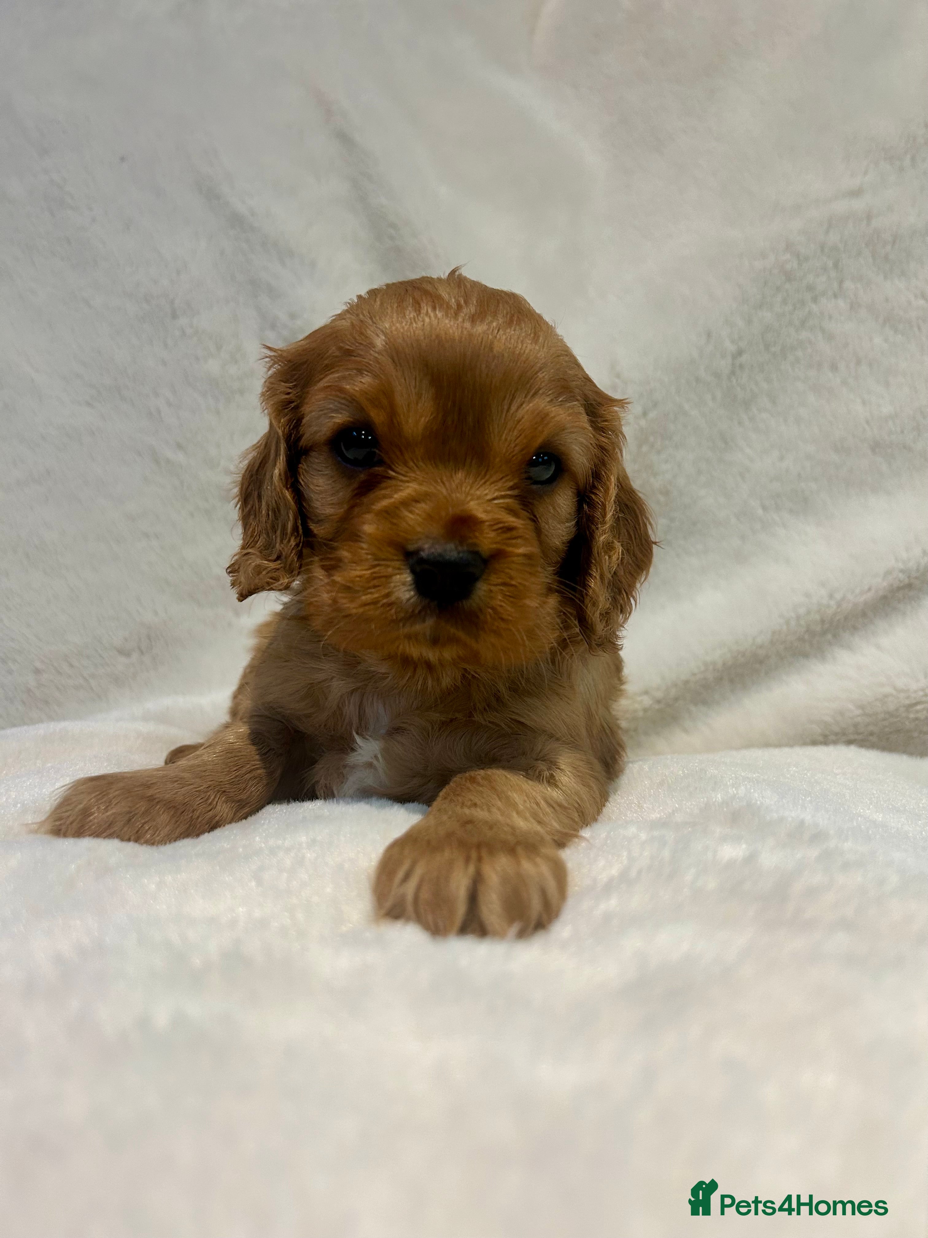 Cavalier King Charles Spaniel dogs Ruby cavalier King Charles 5*breeder - Advert 8