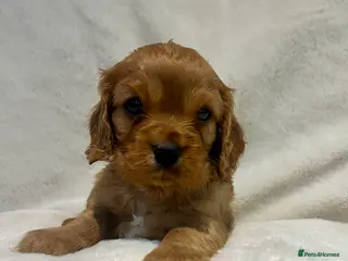 Cavalier King Charles Spaniel dogs Ruby cavalier King Charles 5*breeder - Advert 8