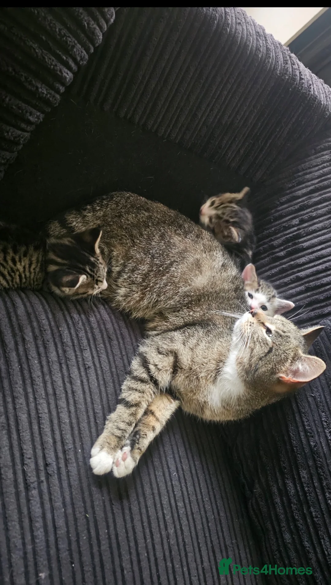 Aegean cats for sale: 3 males and 1 female  in Solihull - Advert 1