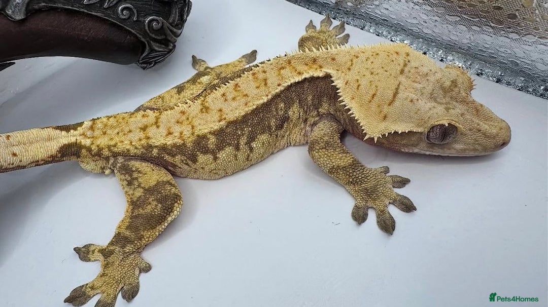 Gecko reptiles for sale: stunning tame crested gecko - Image 2