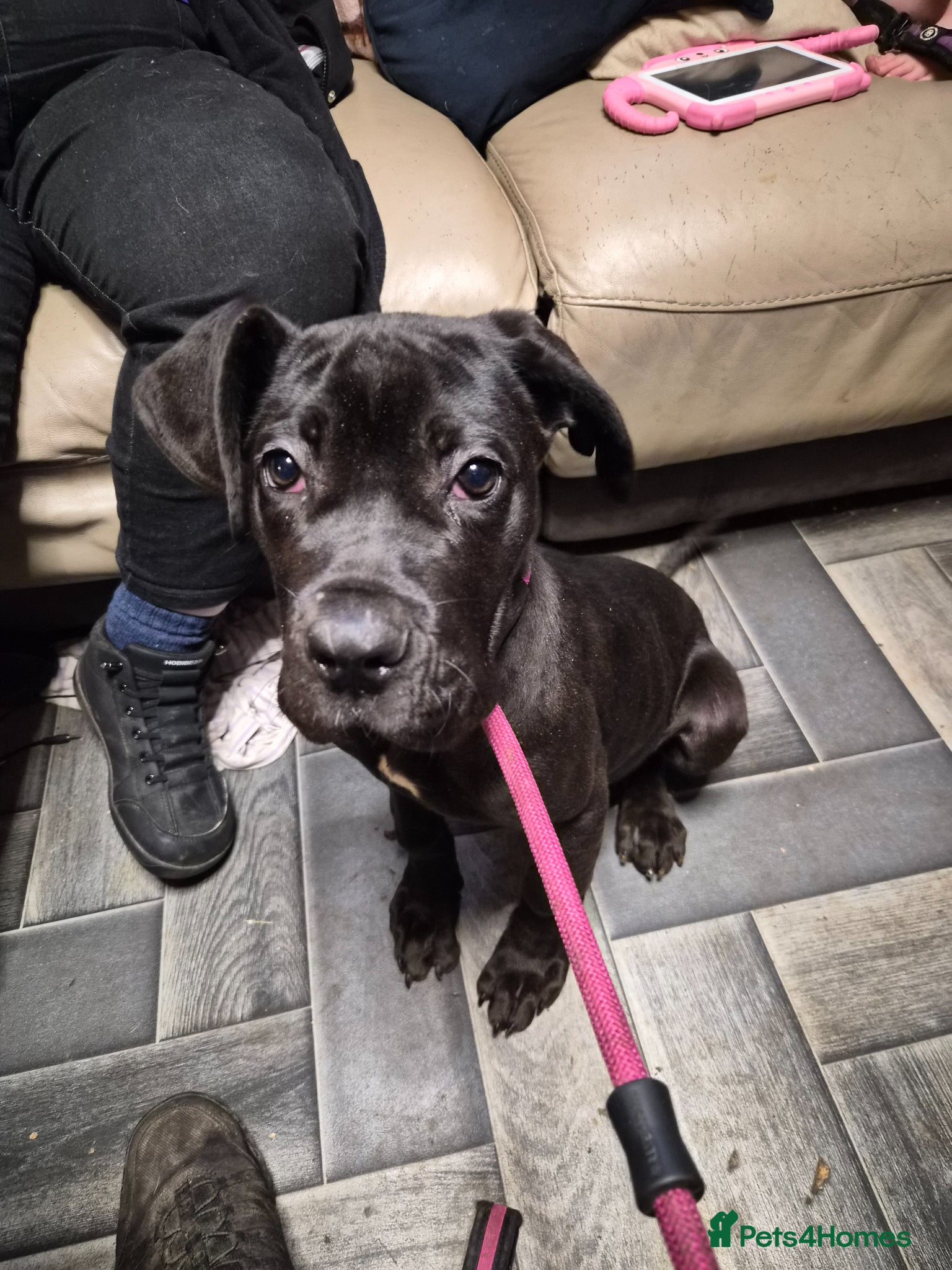 Cane Corso dogs Female cane corso - Advert 14