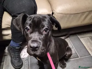 Cane Corso dogs Female cane corso - Advert 14