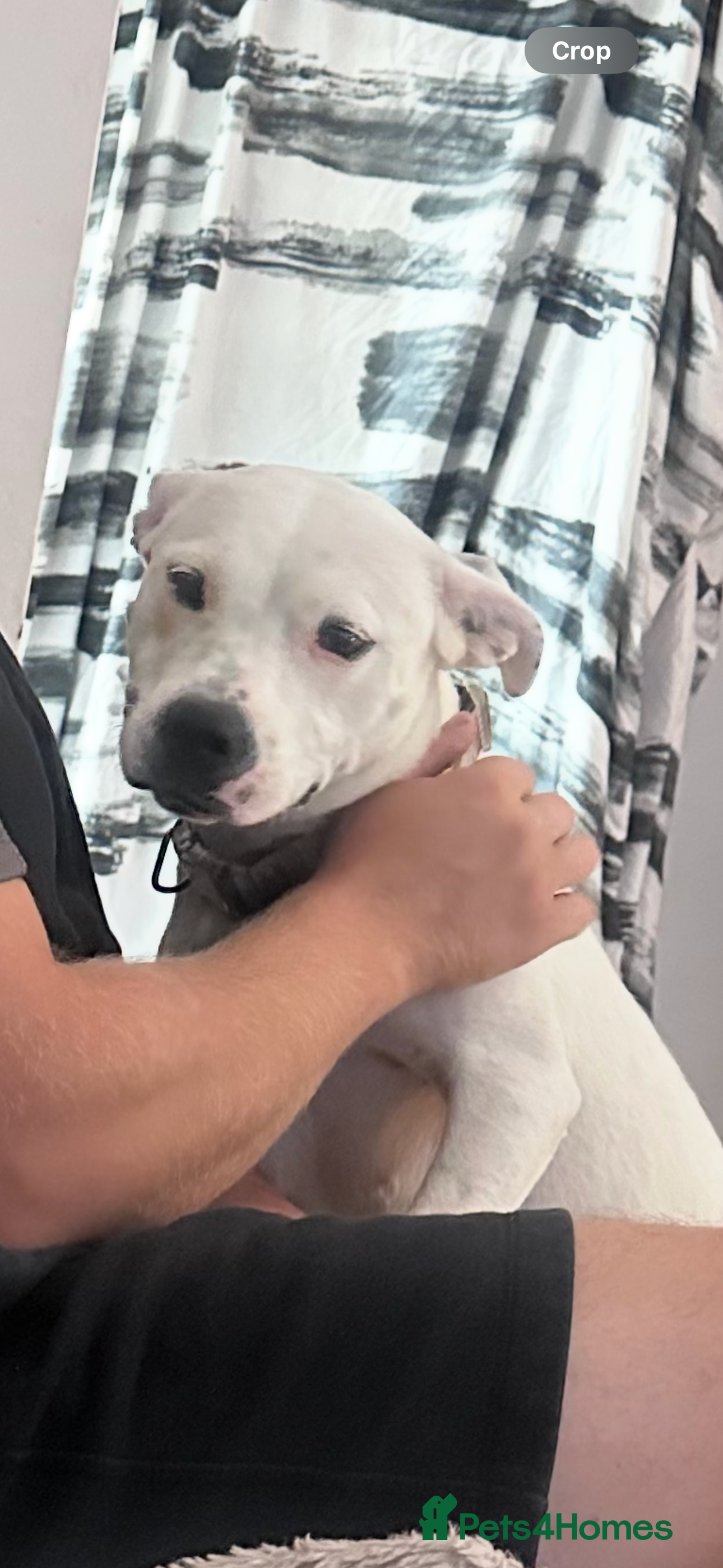 Mixed Breed dogs Daphne  - Advert 1