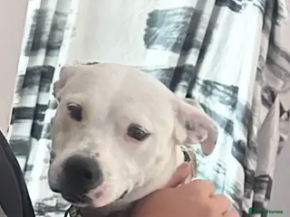 Mixed Breed dogs Daphne - Advert 1