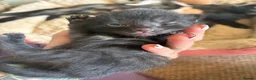 Mixed Breed cats for sale: 6 beautiful kittens - Advert 3