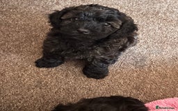 Yorkiepoo dogs for sale: Beautiful yorkipoo puppies - Image 1