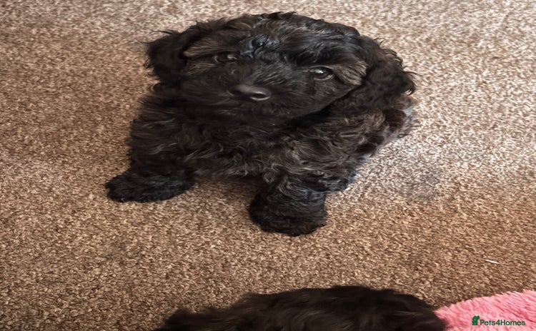 Yorkiepoo dogs - Advert 1
