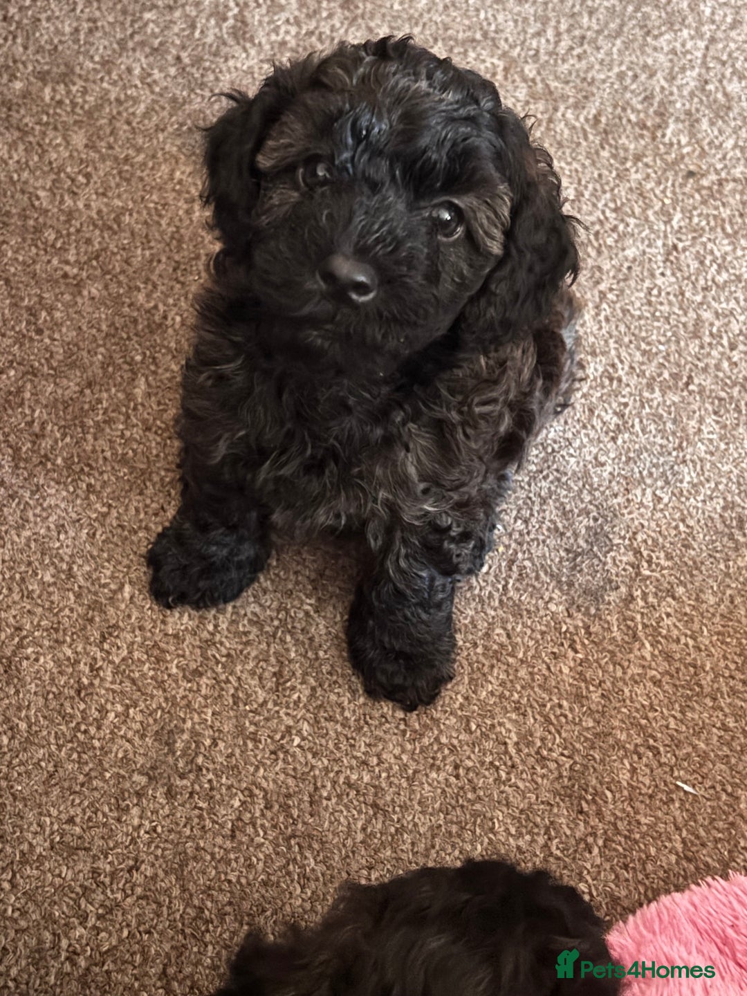 Yorkiepoo dogs for sale: Beautiful yorkipoo puppies - Image 1