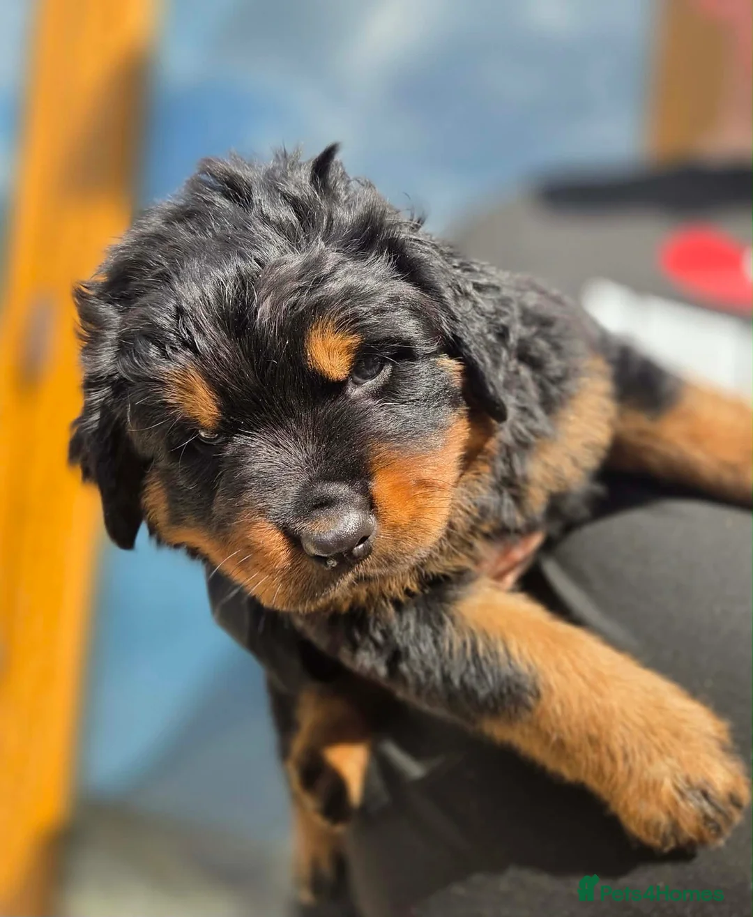 Rottweiler dogs for sale: Long haired Rottweiler  - Advert 2